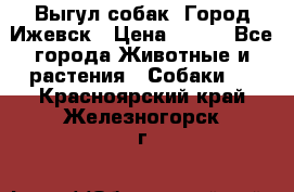 Выгул собак. Город Ижевск › Цена ­ 150 - Все города Животные и растения » Собаки   . Красноярский край,Железногорск г.